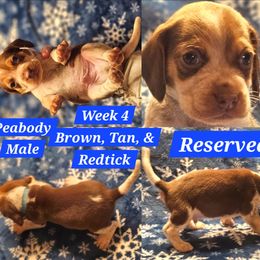 Mr. Peabody-Light Blue-Male - Brown white and tan male Beagle puppy in Bemidji, Minnesota from Nse Farms Beagles