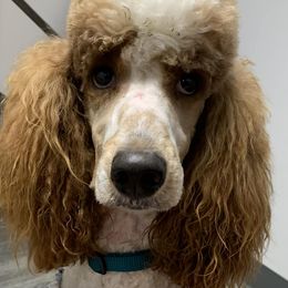Aussiedoodles, Goldendoodles, and Poodles from High Point Poodles and Doodles
