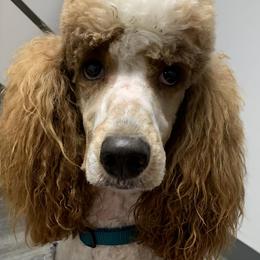 Aussiedoodles, Goldendoodles, and Poodles from High Point Poodles and Doodles