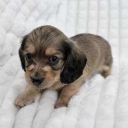 Doshi - Cream male Dachshund puppy in Fairfax, Iowa from Grayson’s Lovable Dachshunds