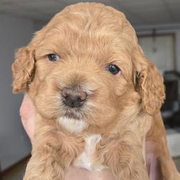 Hello Kitty - Red female Cockapoo puppy in Conklin, Michigan from Lake Michigan Couture Cavapoos & Cockapoos