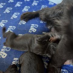 Girl 5 - Chocolate female Boykin Spaniel puppy in Victoria, Minnesota from Northern Flight Boykins