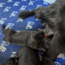 Girl 5 - Chocolate female Boykin Spaniel puppy in Victoria, Minnesota from Northern Flight Boykins