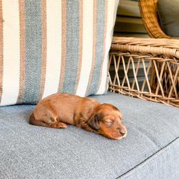 Taffy - Dapple female Dachshund puppy in Salters, South Carolina from Long-Pine Dachshund