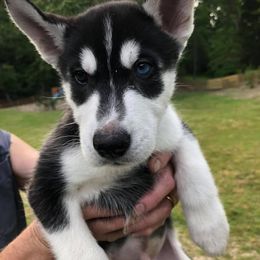 Siberian Husky Puppies from Greens 5 Acres Huskies
