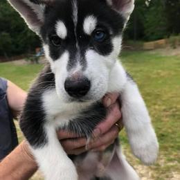 Siberian Husky Puppies from Greens 5 Acres Huskies