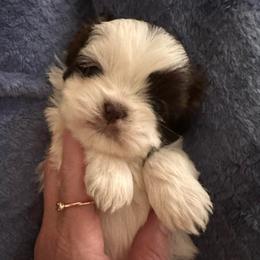 Baby - Liver and white female Shih Tzu puppy in Kodak, Tennessee from Cutshall Babies