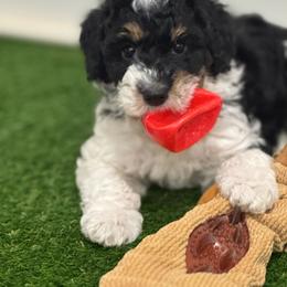 Elara - Tri-color female Bernedoodle puppy in Salem, Utah from Doodle Doodle Dogs