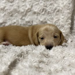 Dachshund Puppies from MNE Miniature Dachshunds