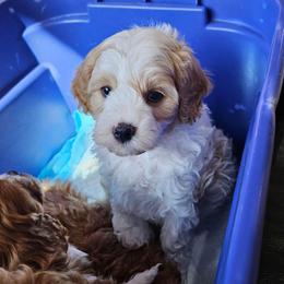 Luke - White male Cavapoo puppy in South Jordan, Utah from Lucky Doodle Pups