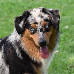 Australian Shepherd Puppies from Saddle Creek Australian Shepherds