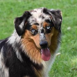 Australian Shepherd Puppies from Saddle Creek Australian Shepherds