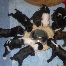 Tibetan Terrier Puppies from Arkeden Tibetan Terriers