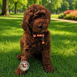Ceasar - Red  male Poodle puppy in Salem, Missouri from Meadowbrook Poodles