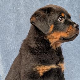 Rottweiler Puppies from Desert Sky