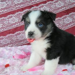 Miniature Australian Shepherd Puppies from Big Coon Little Aussies