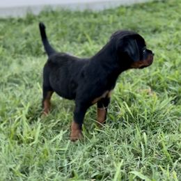 "Outside time " Rottweiler Puppies from VHWilliamsRottweilers