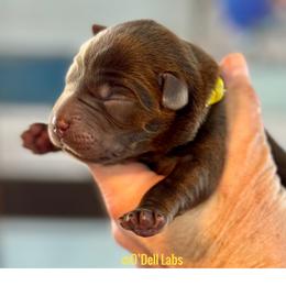 Tenda - Chocolate female Labrador Retriever puppy in Sullivan, Missouri from O’Dell Labs
