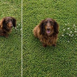 Daphne - Chocolate female Dachshund puppy in Pleasant Plains, Arkansas from JGBs Dachshunds