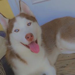 Kiba - Siberian Husky