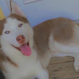 Kiba - Siberian Husky