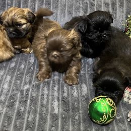 Shih Tzu puppies from Hilltop Shih Tzus