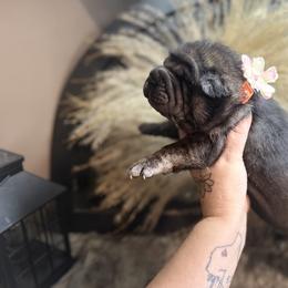 Chai - Black female Chinese Shar-Pei puppy in Lehigh Acres, Florida from Florida Wrinkles