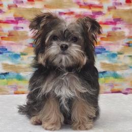 Pongo - Black & tan tri-color male Morkie puppy in Monticello, Iowa from Ashley’s Puppies