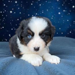 Lady - Black tri-color female Australian Shepherd puppy in Statesville, North Carolina from Charming Australian Shepherds