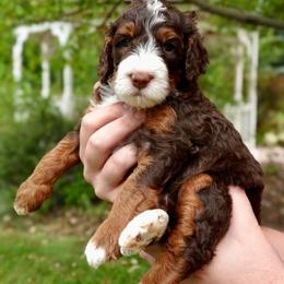 Charles - Tri-color male Bernedoodle puppy in Ammon, Idaho from Little Stone Bernedoodles