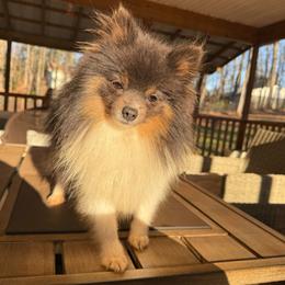 Wrangler - Pomeranian