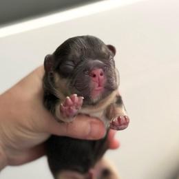 BJ - Tricolors male French Bulldog puppy in Violet Hill, Arkansas from Obduro Bullies and Frenchies