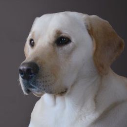 Autumn - Labrador Retriever