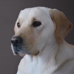 Autumn - Labrador Retriever