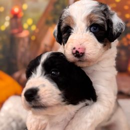 Ferrari - Blue merle female Aussiedoodle puppy in Dickerson, Maryland from Pawsome Aussie Doodles and Oodles