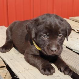 Sprinkles - Chocolate female Labrador Retriever puppy in Camden, Indiana from Camden's Caring Canines