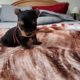 Eleanor - Black and tan female Yorkshire Terrier puppy in Sidney, Ohio from Little Yorkie World