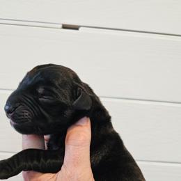 Boy 8 - Brindle male Mastiff puppy in Linton, Indiana from Riggins Mastiffs and Danes