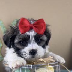 Mr Red Collar - Black and white male Mal-Shi puppy in Poolville, Texas from Tx Pups