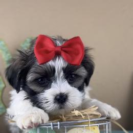 Mr Red Collar - Black and white male Mal-Shi puppy in Poolville, Texas from Tx Pups