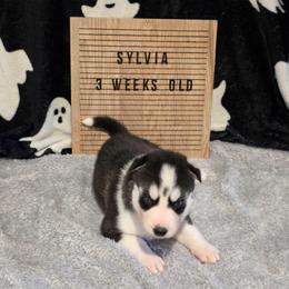 Sylvia - Black and white female Siberian Husky puppy in Brunswick, Ohio from Blue Star Siberians