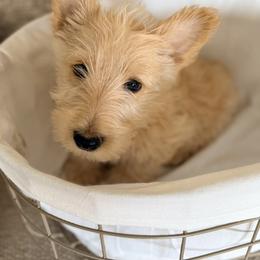 Sprite - Wheaten male Scottish Terrier puppy in Bristol, Virginia from Schrute Farms Canine Clan