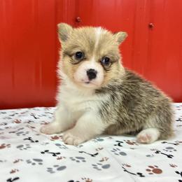 Pearl - White and red female Pembroke Welsh Corgi puppy in Fayetteville, Tennessee from Sulphur Springs Corgis