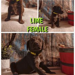 Girl 3 - female Chesapeake Bay Retriever puppy in Laporte, Minnesota from Northern Odyssey Gun Dogs