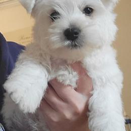West Highland White Terrier puppies from AKC  Westie World