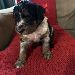 Winston - Blue merle male Bernedoodle puppy in Tulsa, Oklahoma from Magnolia Blossom Bernedoodles