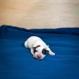Violet collar - Red speckled female Australian Cattle Dog puppy in Spokane, Washington from 4D Cattle Dogs