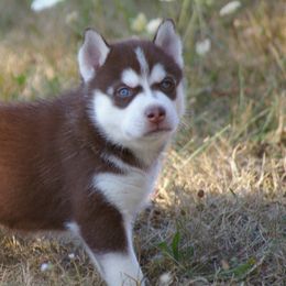 Siberian Huskies from Eskridge Kennel