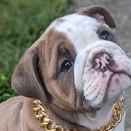 Bulldogs from 🚫No Bull-Schmidt's bulldogs