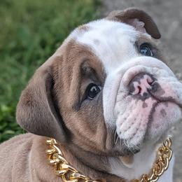 Bulldogs from 🚫No Bull-Schmidt's bulldogs